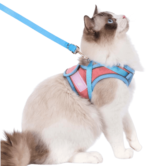 Katt sele och koppel